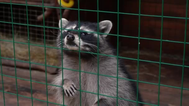 Bellissimo procione in una gabbia dello zoo. Bestia divertente nel parco, gabbia. Zoo di contatto animale — Video Stock