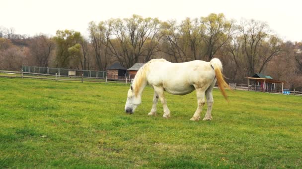 Білий кінь їсть зелену траву на газоні — стокове відео