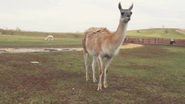Alpaca hayvanat bahçesindeki arazide yürüyor..