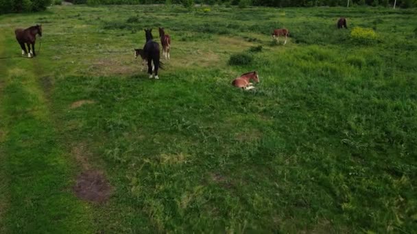 Drone beweegt over een kudde paarden grazend op het grasveld — Stockvideo