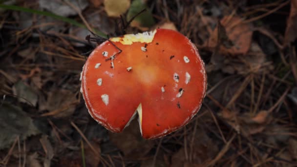Top view of the fly agaric growing in the forest — Stock Video