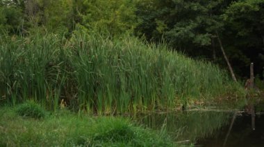 Genç sazlar göl kıyısında büyüyor.