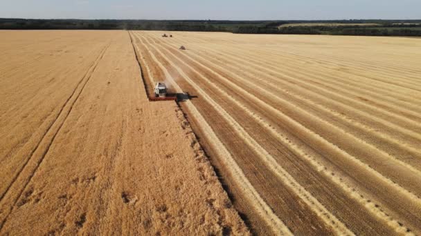 Mehrere Erntemaschinen ernten Weizen von einem großen Feld. 4k-Luftaufnahmen — Stockvideo