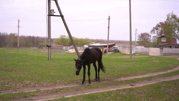 Svázaný černý kůň pasoucí se na louce. — Stock video