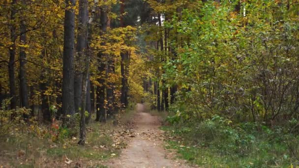Μονοπάτι κατά μήκος του φθινοπώρου δάσους με φύλλα που καταρρέουν. — Αρχείο Βίντεο