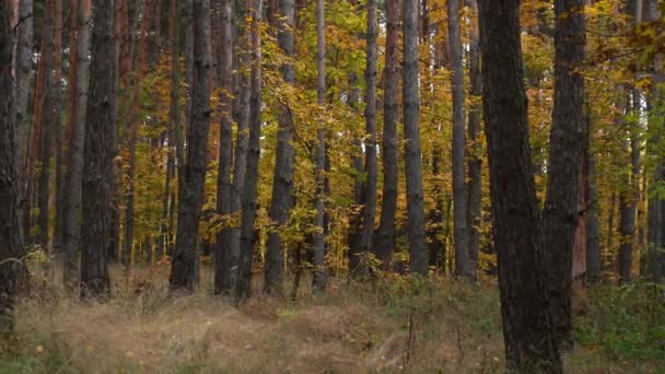 Bosque de pinos desde el interior en la hora de otoño del día — Vídeo de stock
