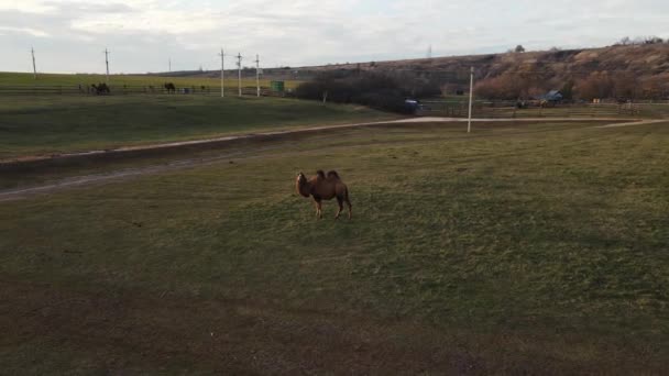 Верблюд смотрит на летающий вокруг дрон — стоковое видео