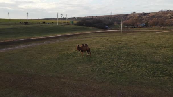 Um camelo olha para um drone voando em torno dele — Vídeo de Stock