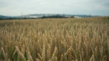 Buğday tarlası, rüzgardan sarkan buğday kulakları. Altın kulaklar rüzgarda yavaşça sallanıyor..