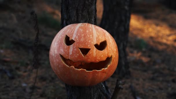 Pompoen voor Halloween ligt in het bos — Stockvideo