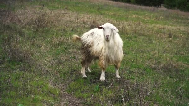 Jovem cabra branca coceira de pé em um campo — Vídeo de Stock