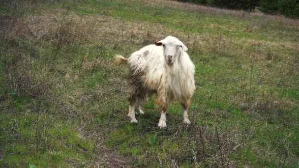 Jonge witte geit jeuk staan in een veld — Stockvideo