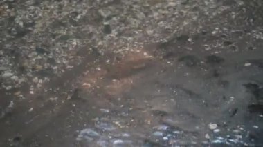 akıntıya karşı yüzen balıkları vurmak