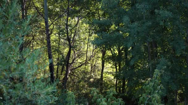 Naturaleza en el bosque en un día soleado de verano — Vídeos de Stock