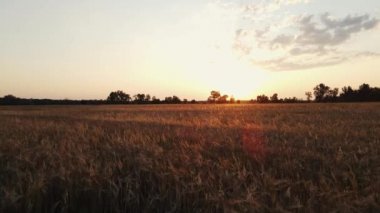 Buğday tarlası boyunca gün batımında kamera hareketi