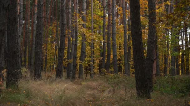 4K πλάνα στο δάσος του φθινοπώρου με φύλλα που ταλαντεύονται — Αρχείο Βίντεο