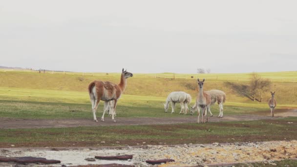 Una bandada de alpacas están caminando en el campo — Vídeo de stock