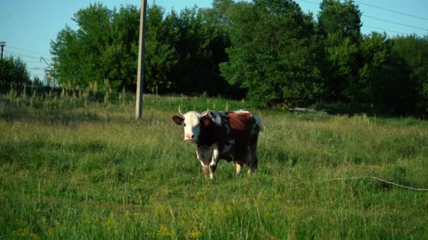 Una vaca solitaria pastando en un prado — Vídeos de Stock