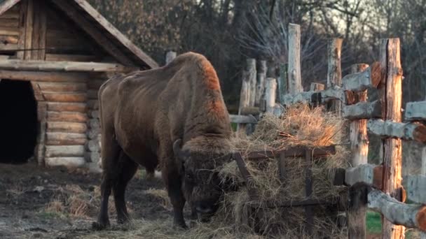 Stor bisonoxe äter hö i stallet på kvällen — Stockvideo