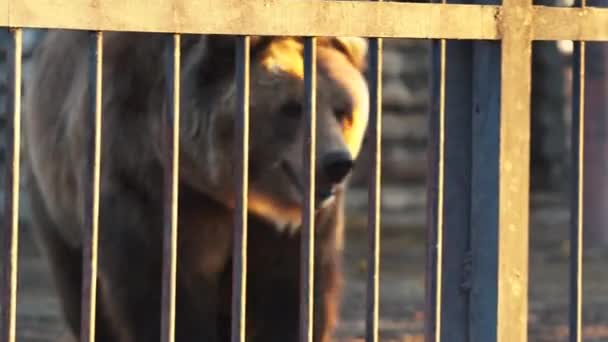 Bär im metallenen Zoo-Käfig — Stockvideo