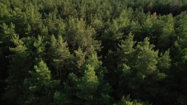 Çam ormanlarında insansız hava aracı hareketi