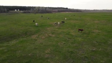 Dağlardaki yeşil çayır ineklerinin hava aracı görüntüsü..