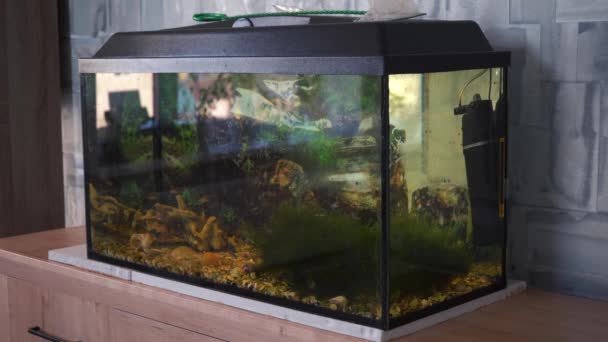 Aquarium is op de ladekast in de kamer — Stockvideo