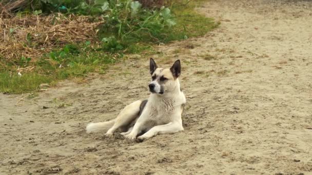 Köpek kumda dinleniyor. — Stok video