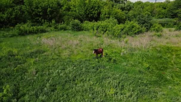 2 konie, duże i małe, pasą się na polu. zdjęcia lotnicze — Wideo stockowe