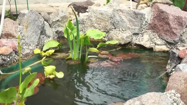 Pequeño estanque casero en el patio de la casa — Vídeos de Stock