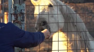 Bir adam beyaz atı çayırda havuçla besler.