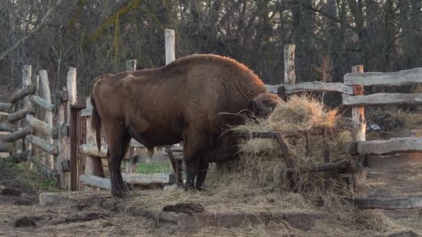 Żubry jedzą siano na padoku — Wideo stockowe