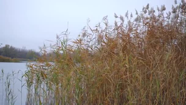 Όχθη του ποταμού με καλάμια το φθινόπωρο — Αρχείο Βίντεο