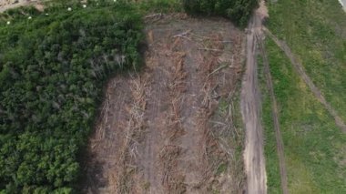 Kesilen ormanın sektörü. 4k görüntü hava görüntüsü