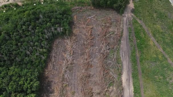 Sector van het gekapte bos. 4k beeldmateriaal vanuit de lucht — Stockvideo