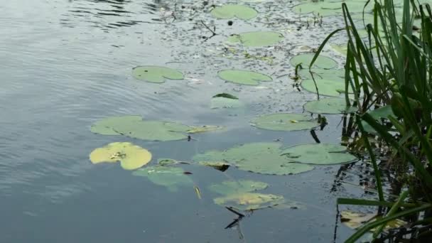 Waterlelies op het water 4k beeldmateriaal — Stockvideo