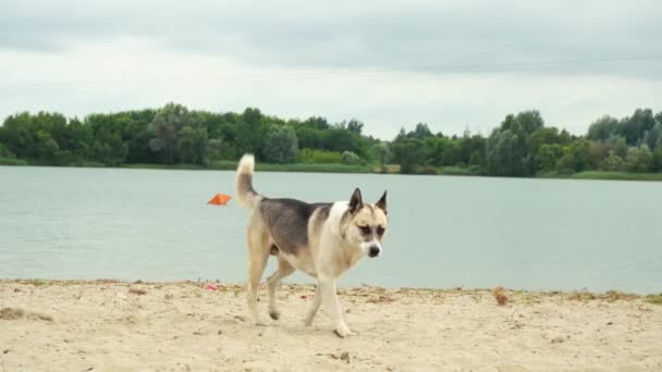 Собака прогуливается по песку на пляже — стоковое видео