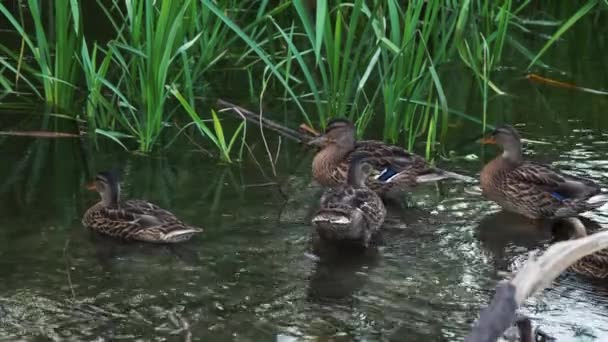 Утки отдыхают на пруду крупным планом — стоковое видео