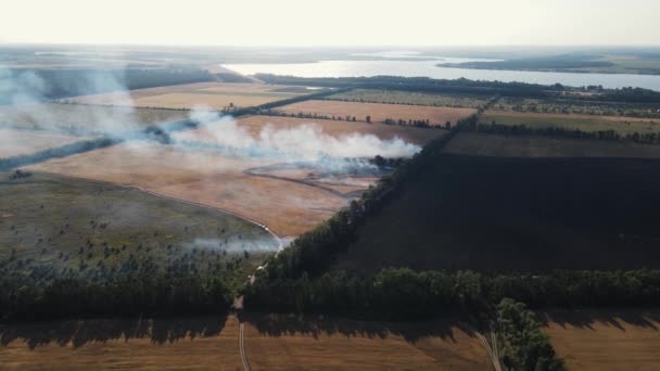 4K záznam hořícího pšeničného pole. letecké snímání — Stock video