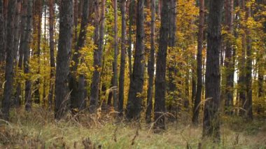 Sonbahar parkı ya da orman. altın rengi 4k görüntü