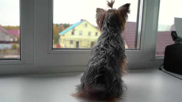 Un petit chien regarde par la fenêtre de la rue — Video