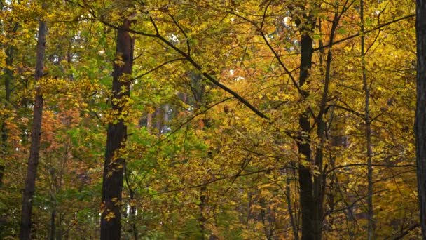 Κίτρινα δέντρα στις αρχές του φθινοπώρου. 4k κηφήνας πλάνα — Αρχείο Βίντεο