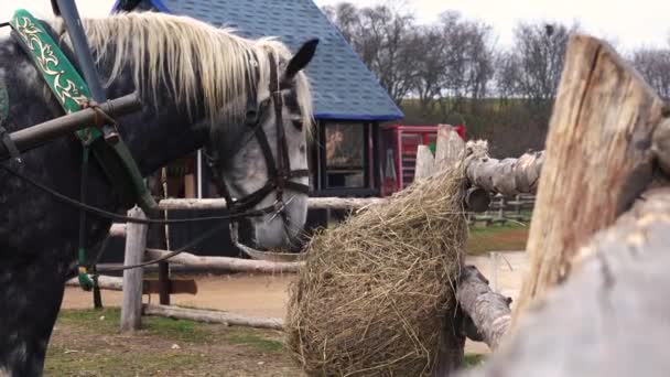 Harnaché cheval manger foin 4k séquences — Video