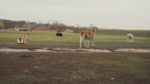 Os lamas pastam no campo. Filmagem 4k — Vídeo de Stock