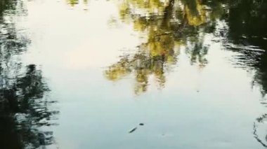 Ağaçlarla çevrili nehir suyu