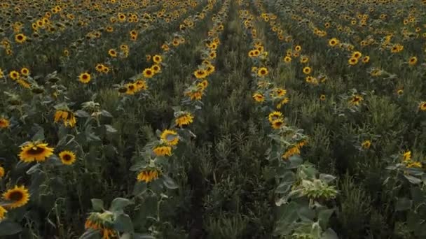 Groot veld met zonnebloemen in de avond — Stockvideo