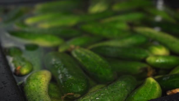 Lots of cucumbers soaked in water — Stock Video