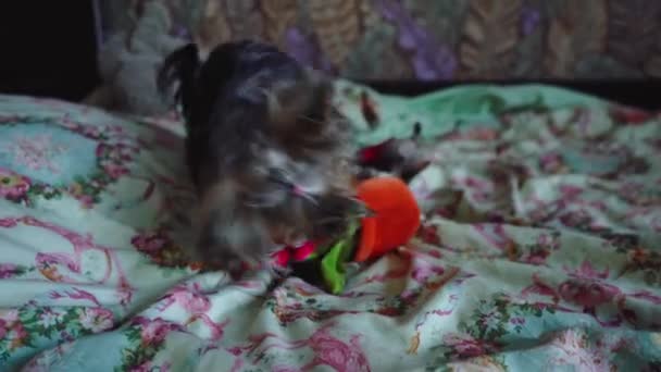 Hond spelen met een speelgoed op het bed. — Stockvideo