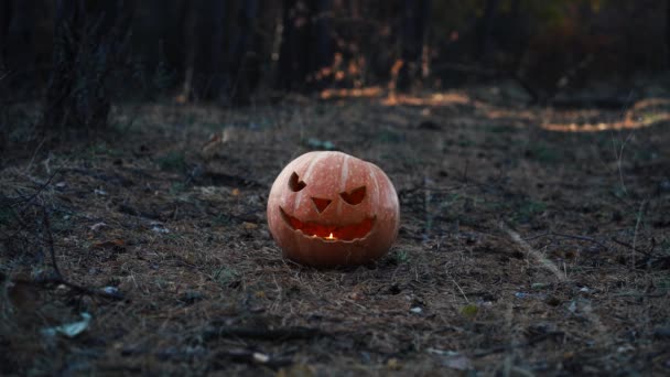 Halloween pumpa i höstskogen. — Stockvideo