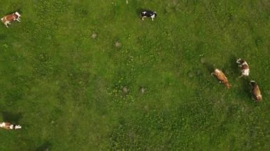 İneklerle otlak manzarası. 4K hava aracı
